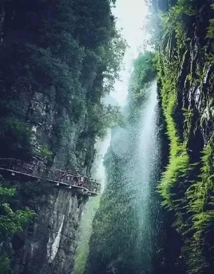 动物帮帮忙保卫家园